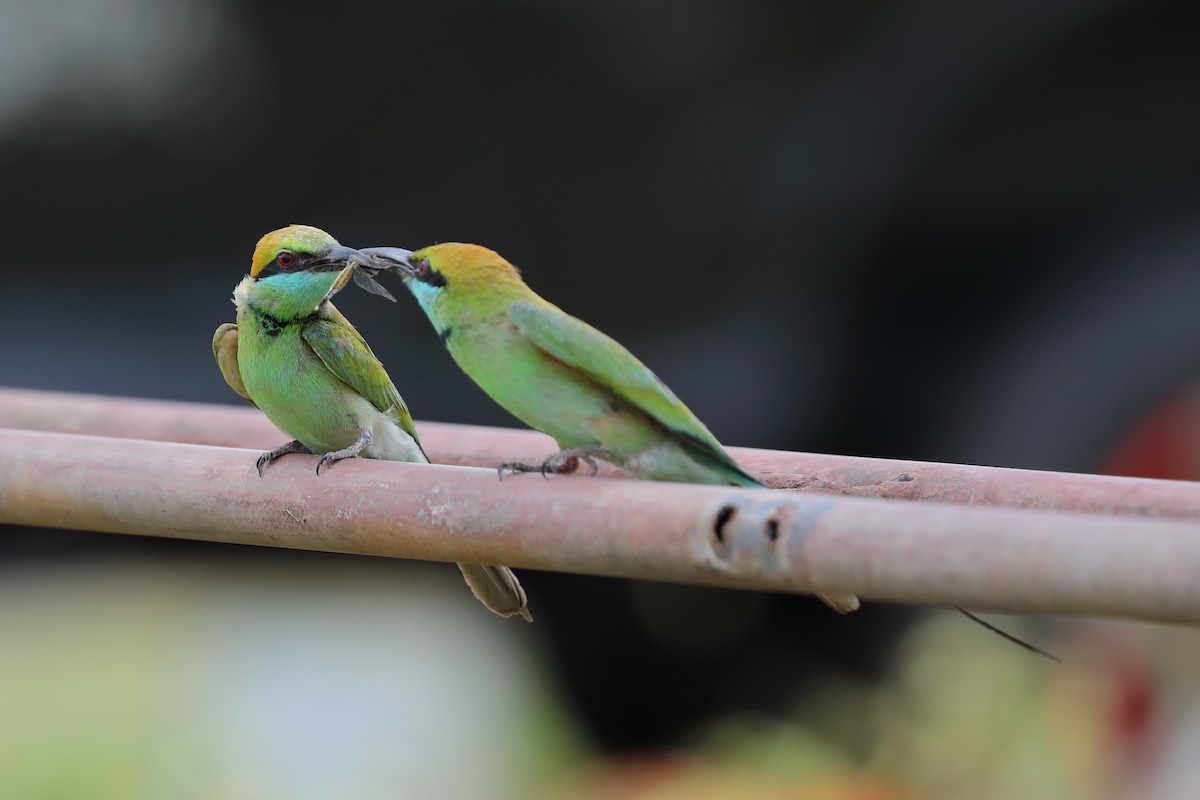 Asian Green Bee-eater - ML616798917