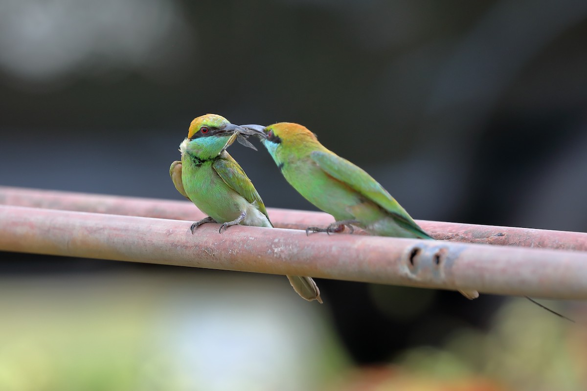 Asian Green Bee-eater - Mukundan Kizhakkemadham