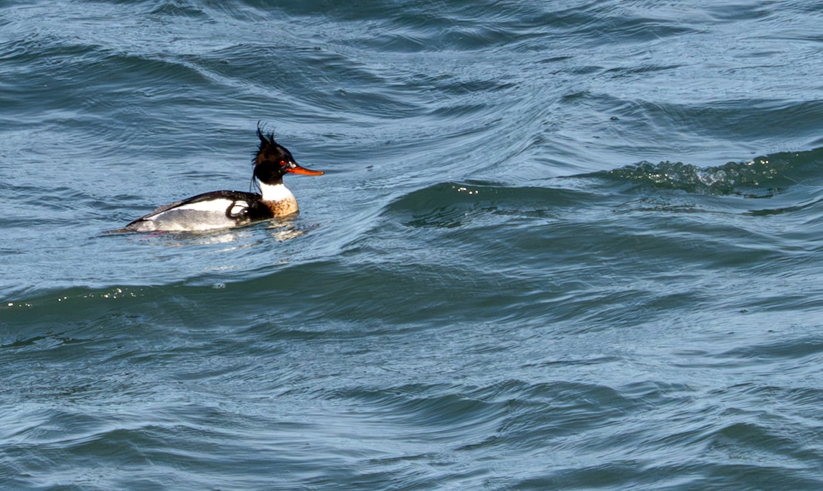 Red-breasted Merganser - ML616798950