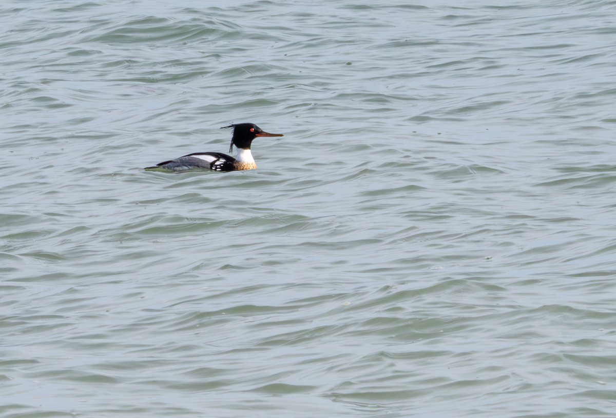 Red-breasted Merganser - ML616798952