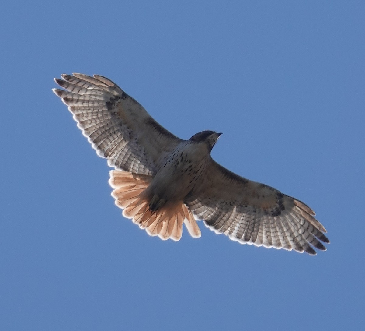 Red-tailed Hawk - Paul  McPartland