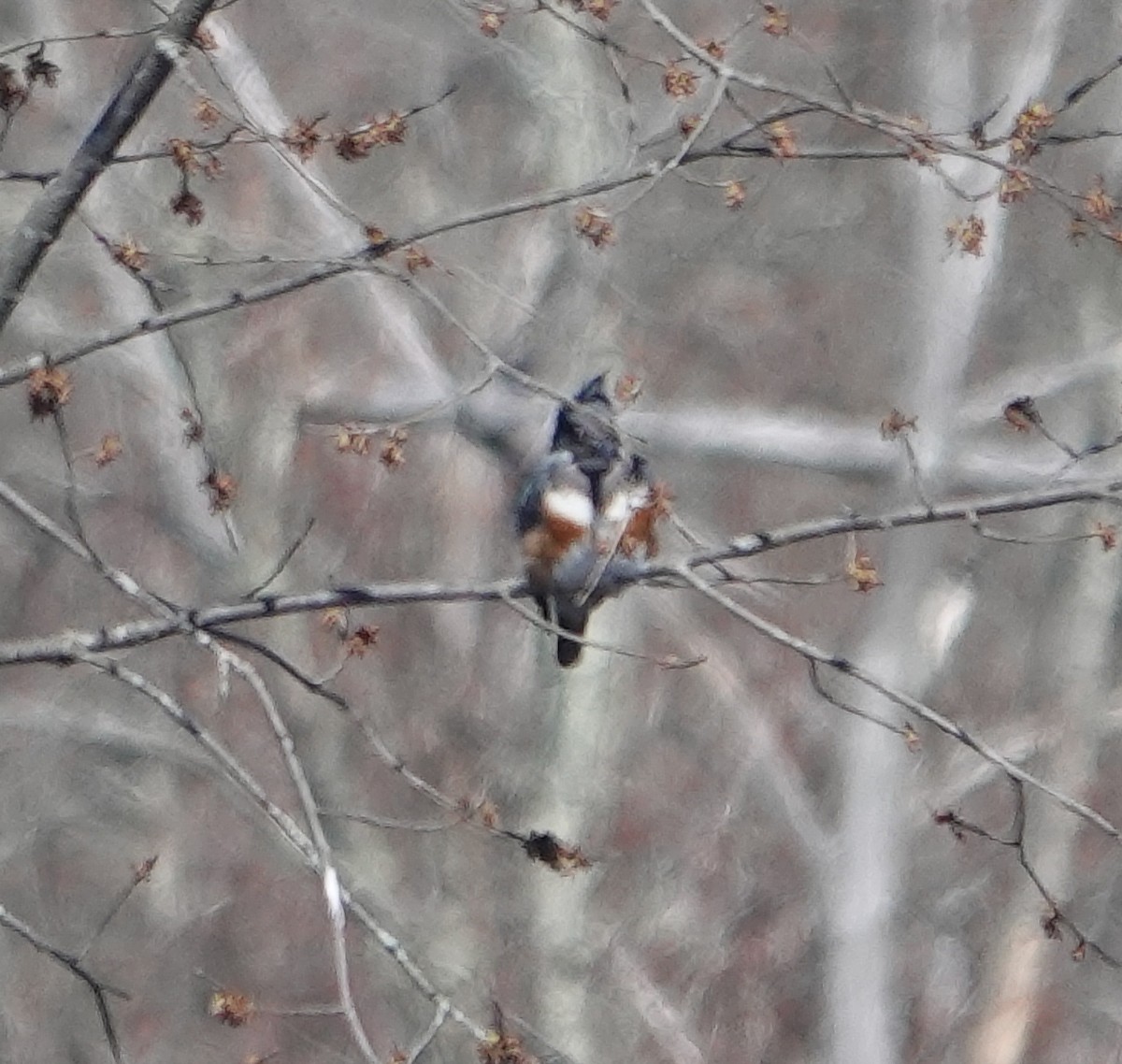 Belted Kingfisher - ML616798982