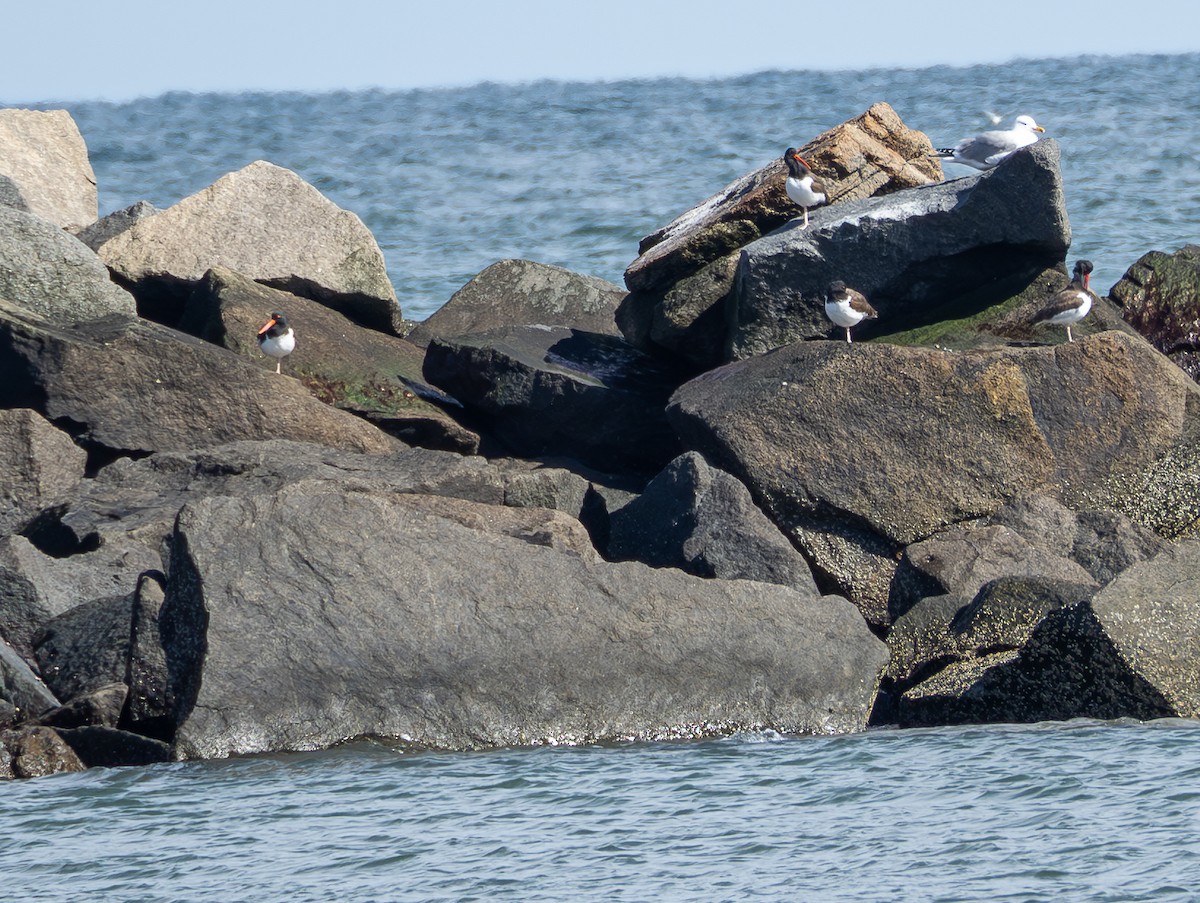 American Oystercatcher - ML616798989