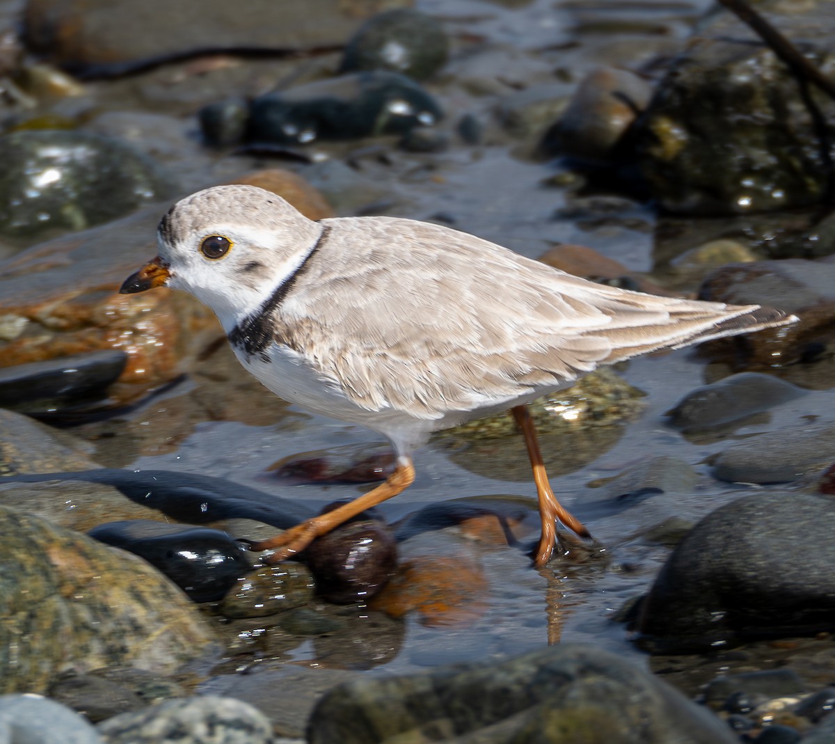 Piping Plover - ML616799017