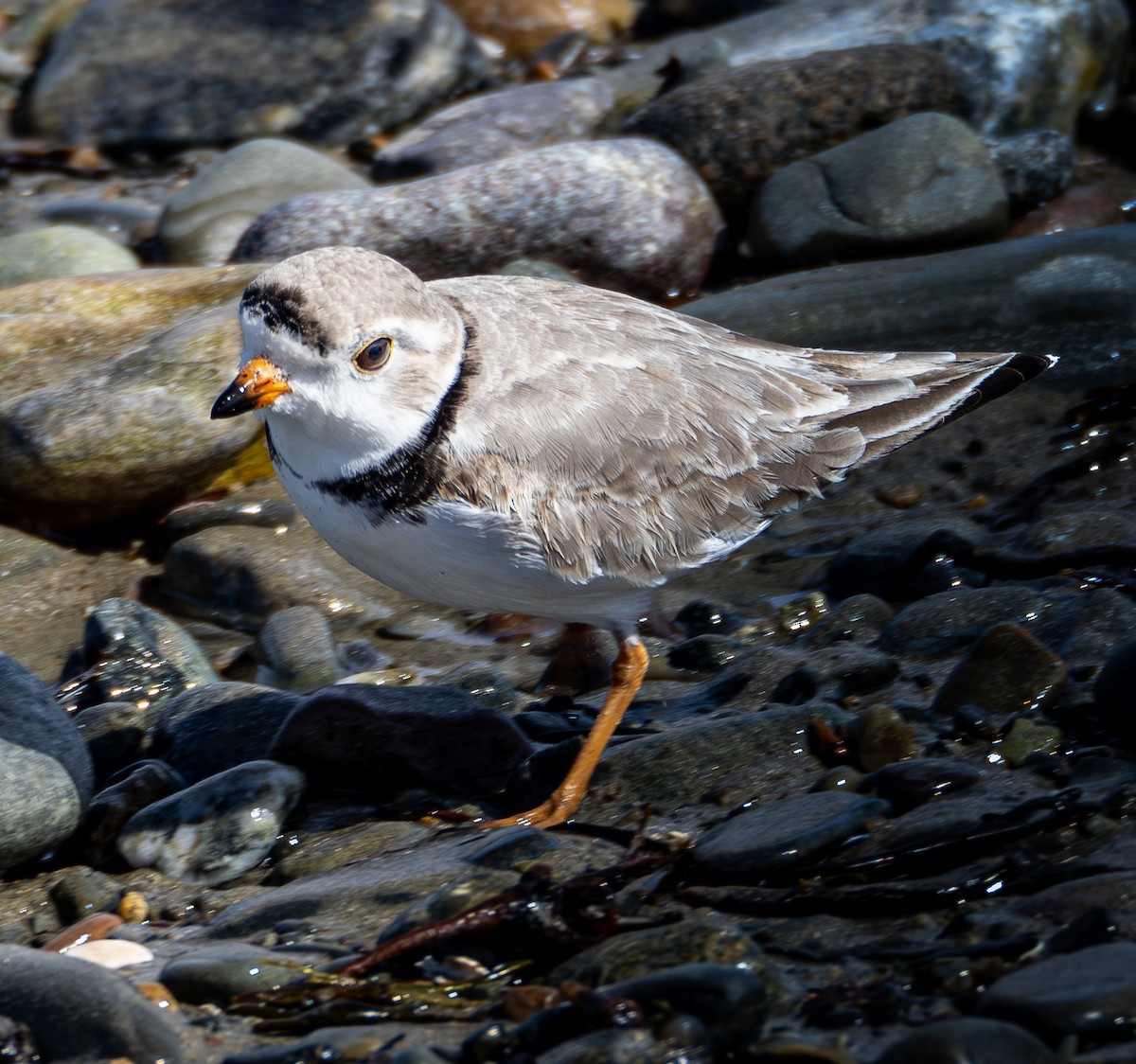 Piping Plover - ML616799018