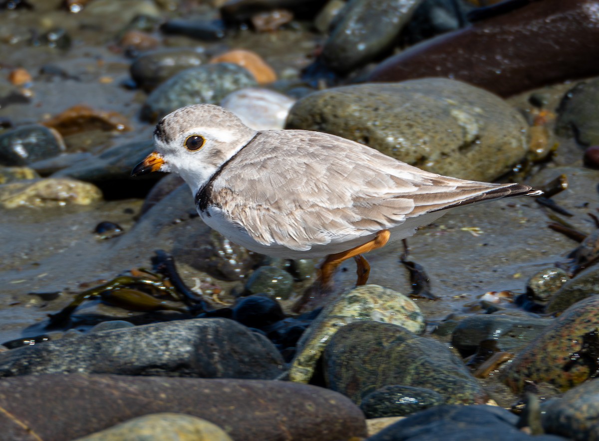 Piping Plover - ML616799021