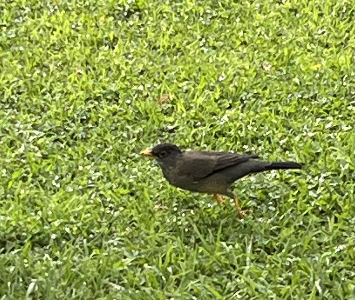 Austral Thrush - Anne Gaiennie