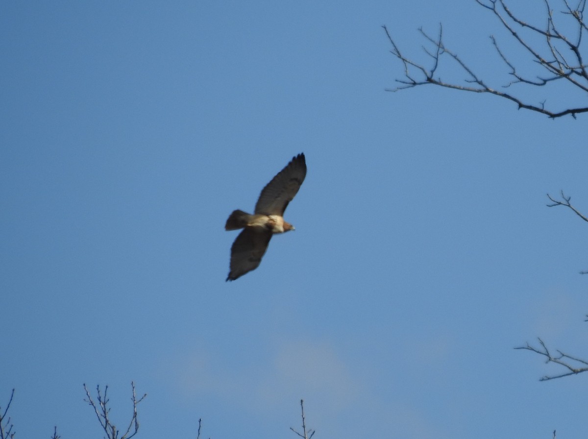 Red-tailed Hawk - ML616799048