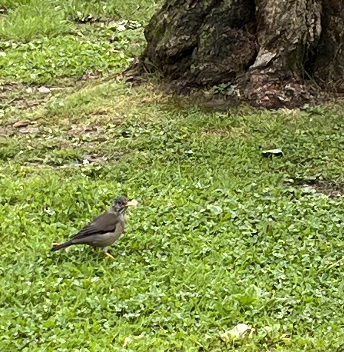 Austral Thrush - Anne Gaiennie