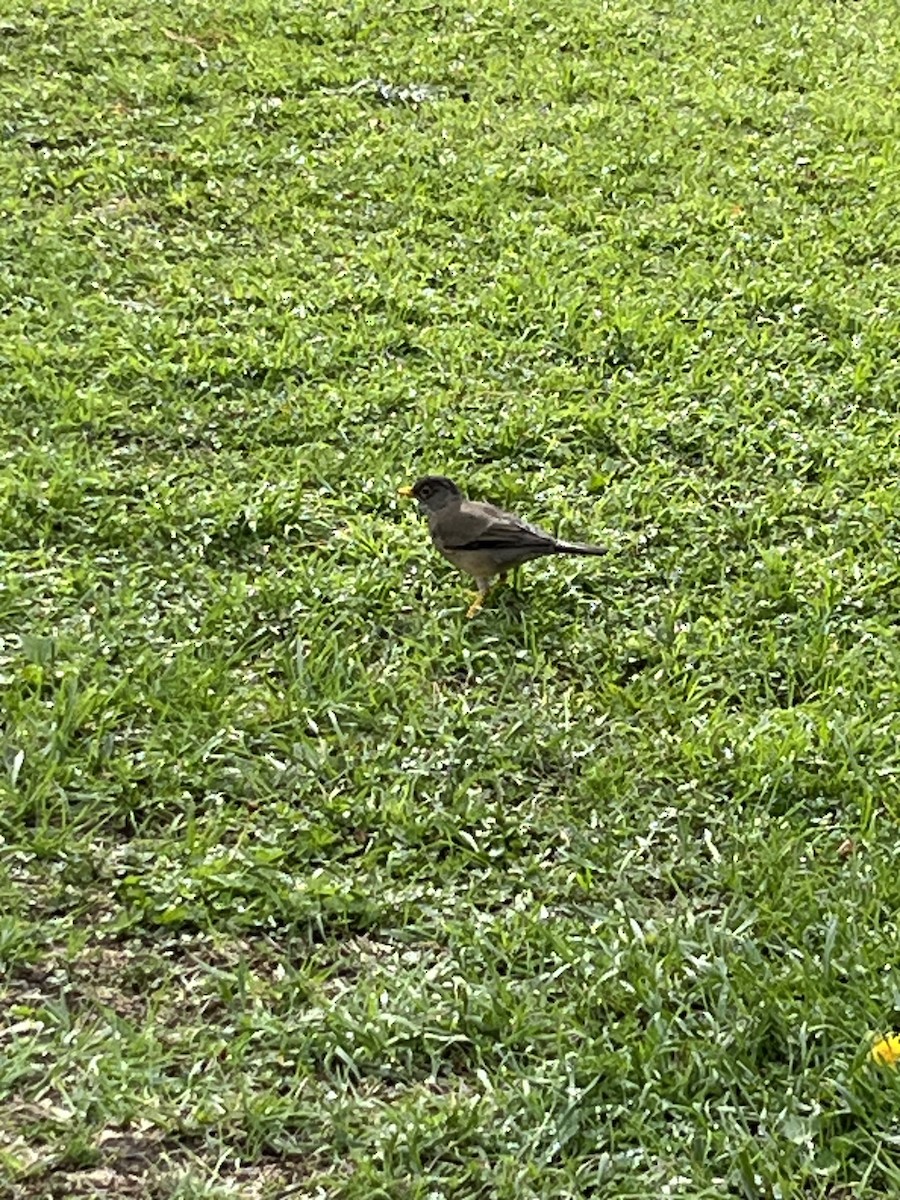 Austral Thrush - Anne Gaiennie