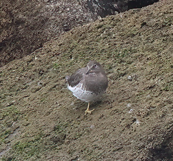 Surfbird - ML616799065