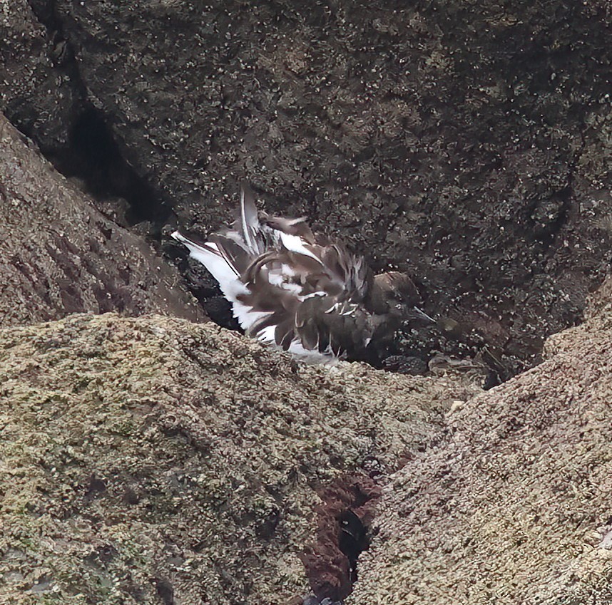 Black Turnstone - John Britt