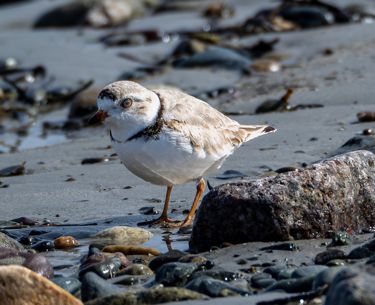 Piping Plover - ML616799074