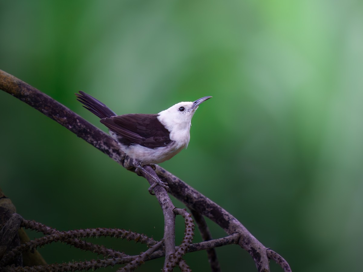 White-headed Wren - Jean Bonilla