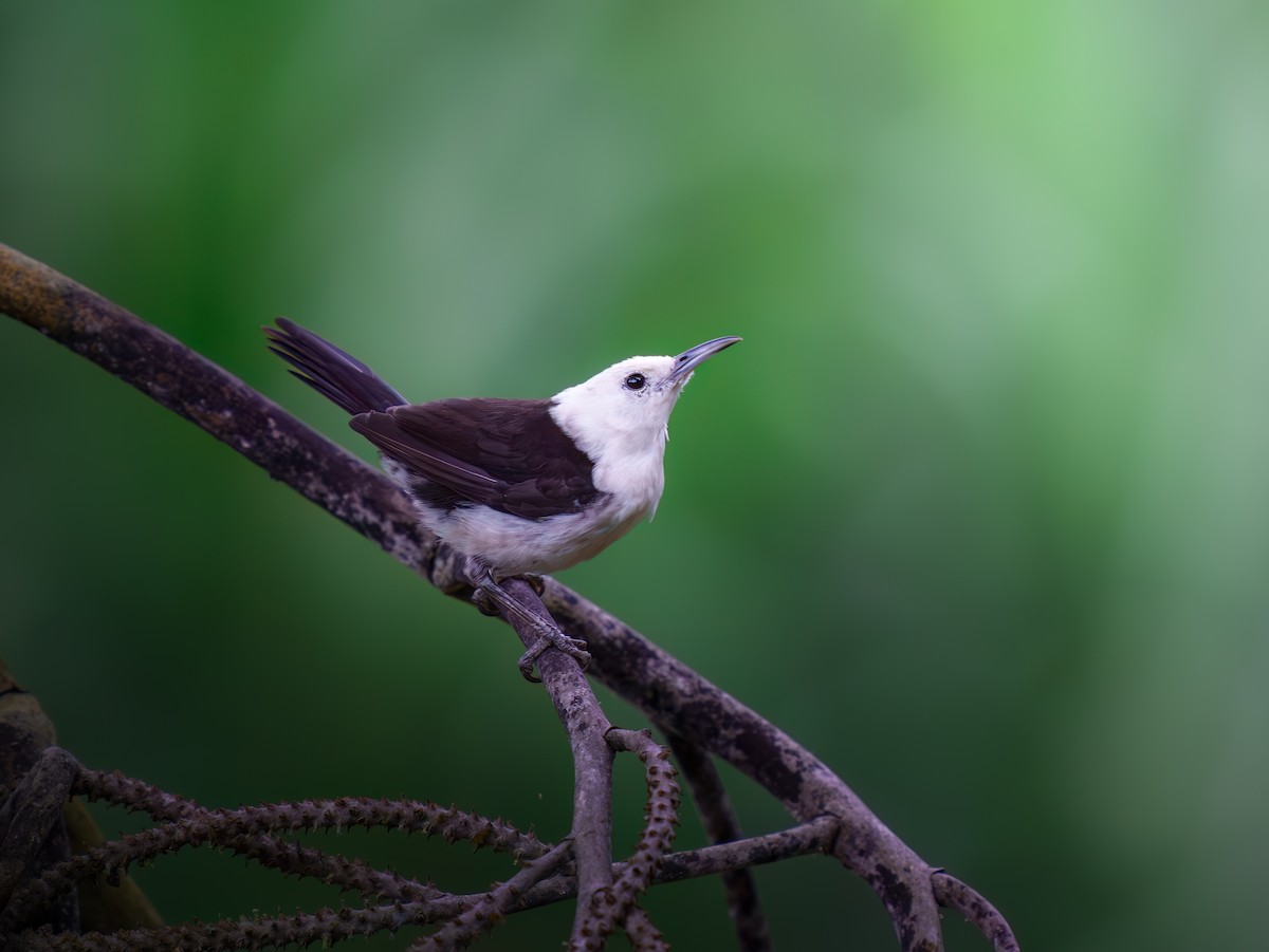 White-headed Wren - ML616799097