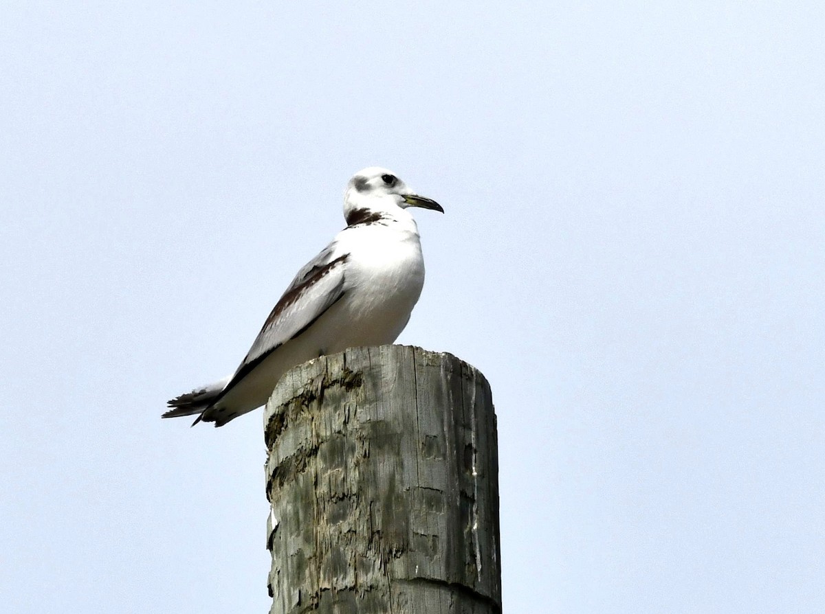 Mouette tridactyle - ML616799100