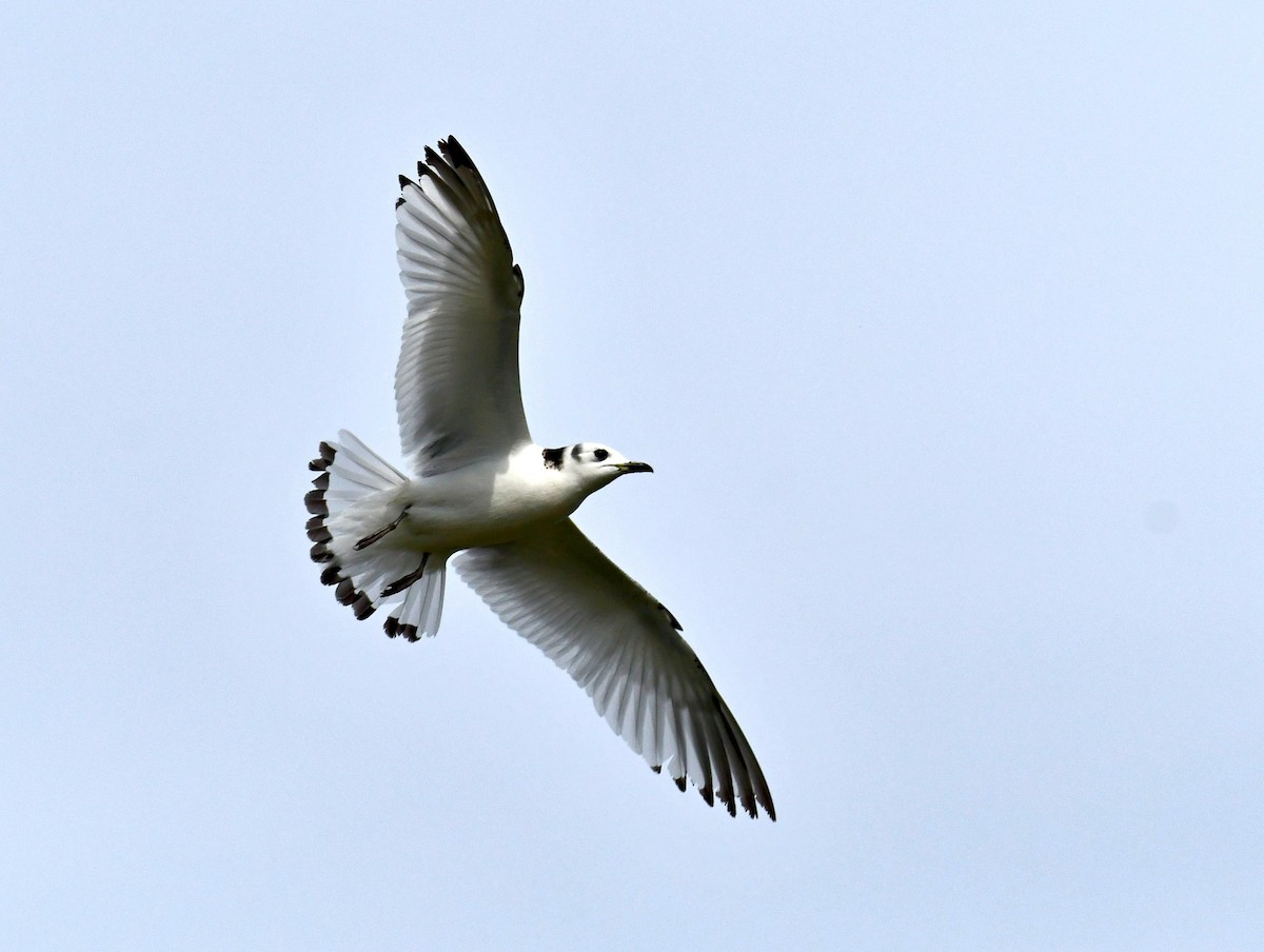 Mouette tridactyle - ML616799101