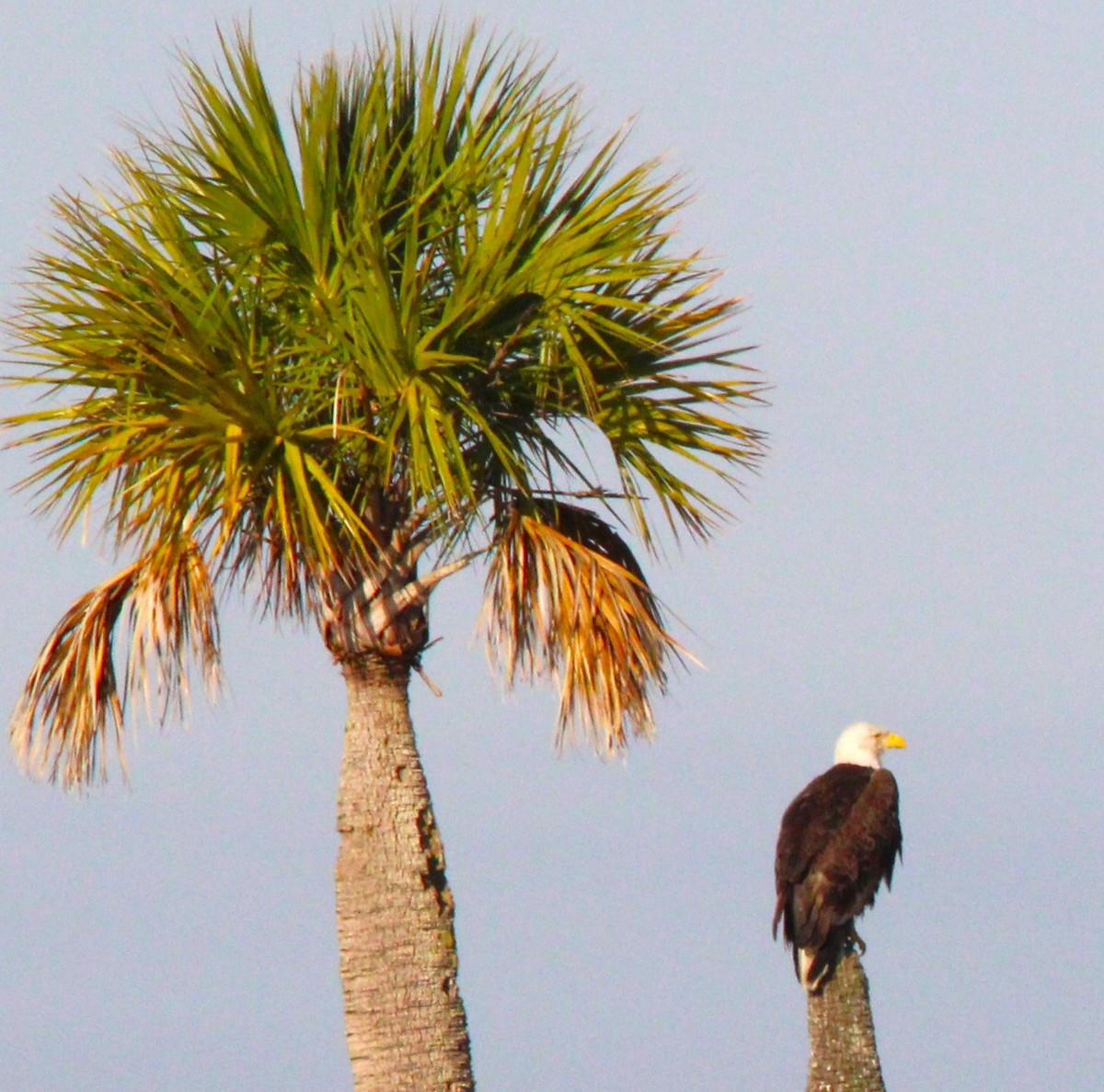 Bald Eagle - Dorothy Dreyer