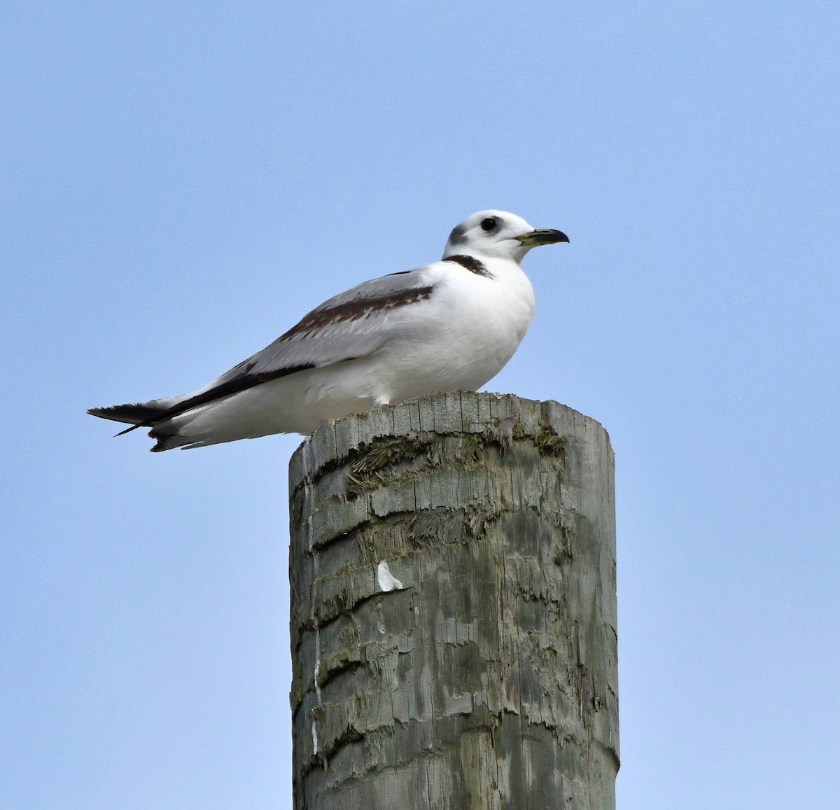 Mouette tridactyle - ML616799105