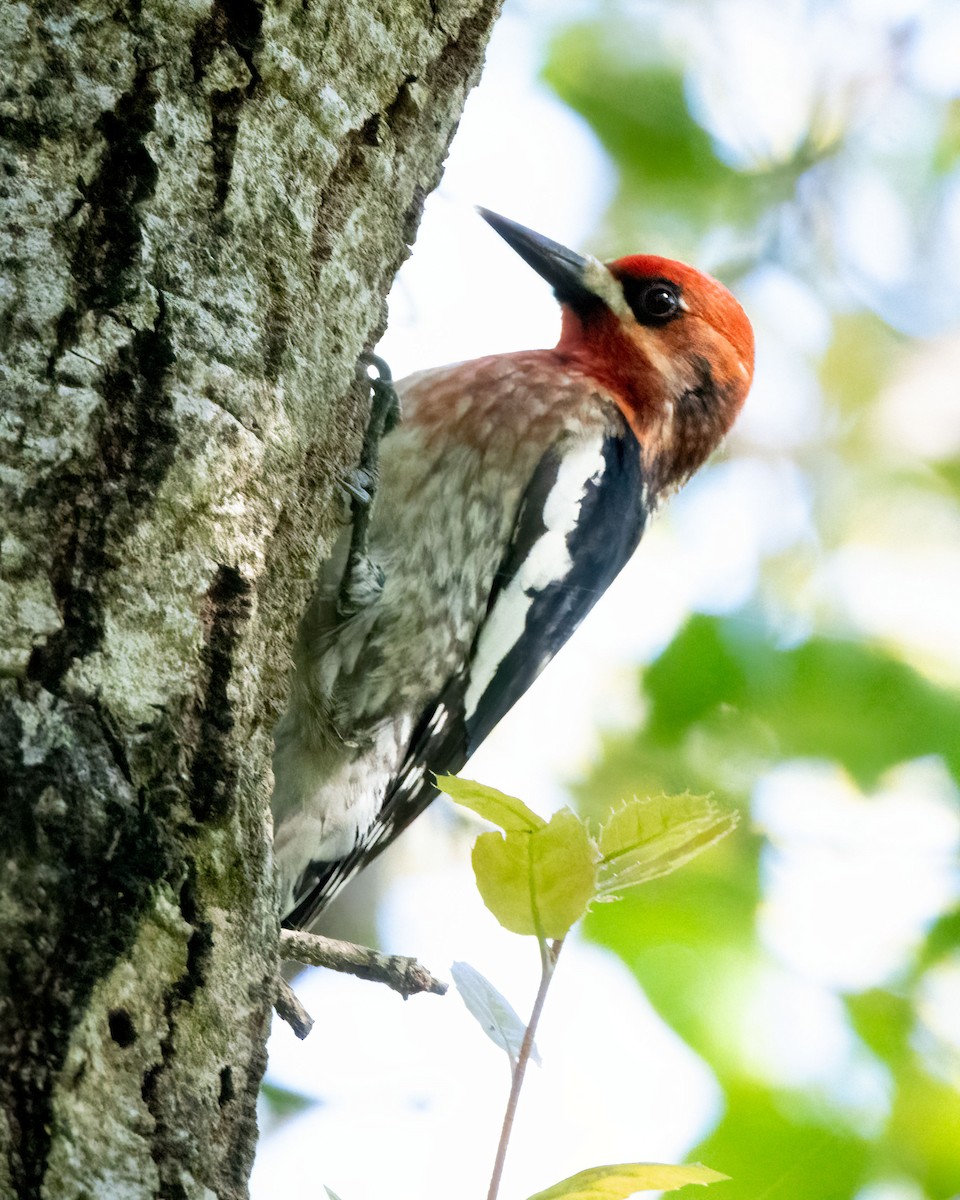 Red-breasted Sapsucker - ML616799120
