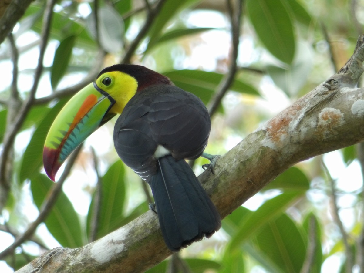 Keel-billed Toucan - ML616799132