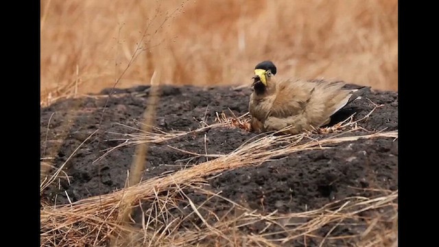 Yellow-wattled Lapwing - ML616799138