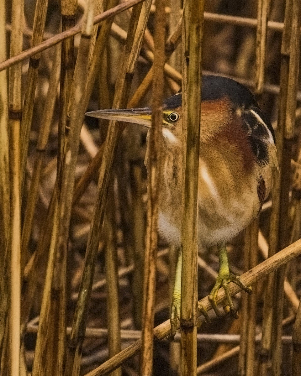 Least Bittern - ML616799155