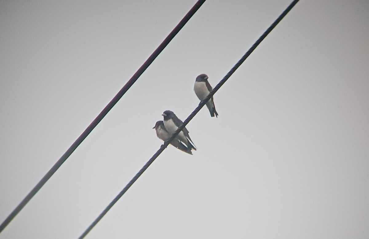 白胸燕鵙 - ML616799199