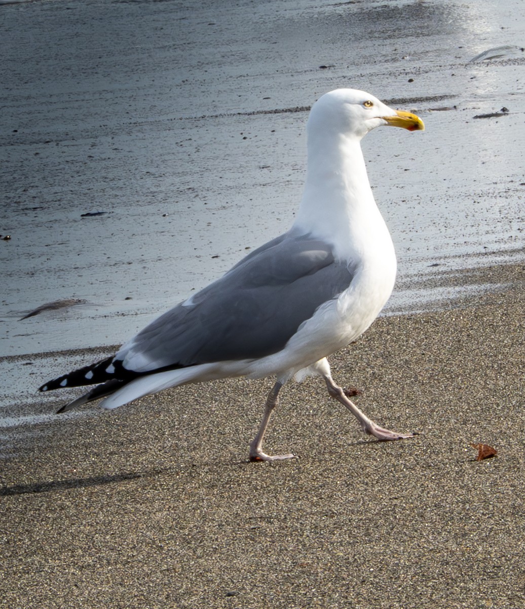 Herring Gull - Jorge Odio