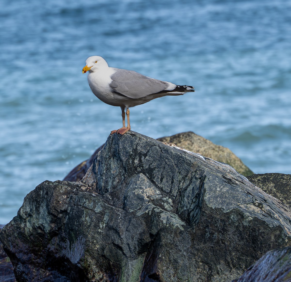 Herring Gull - Jorge Odio