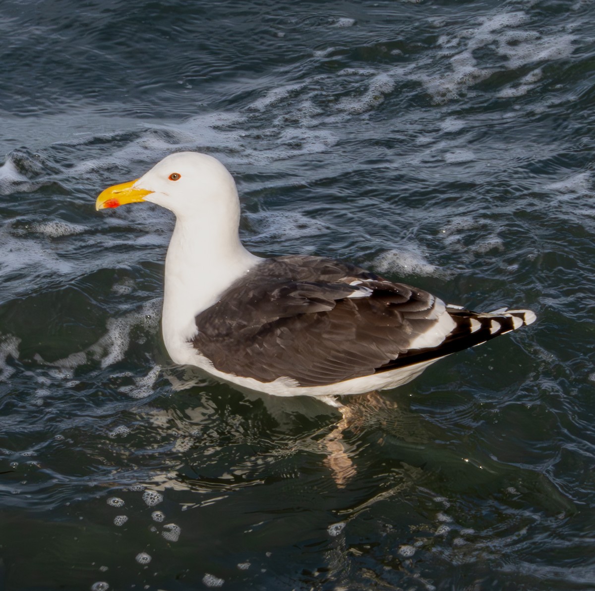 Great Black-backed Gull - ML616799229