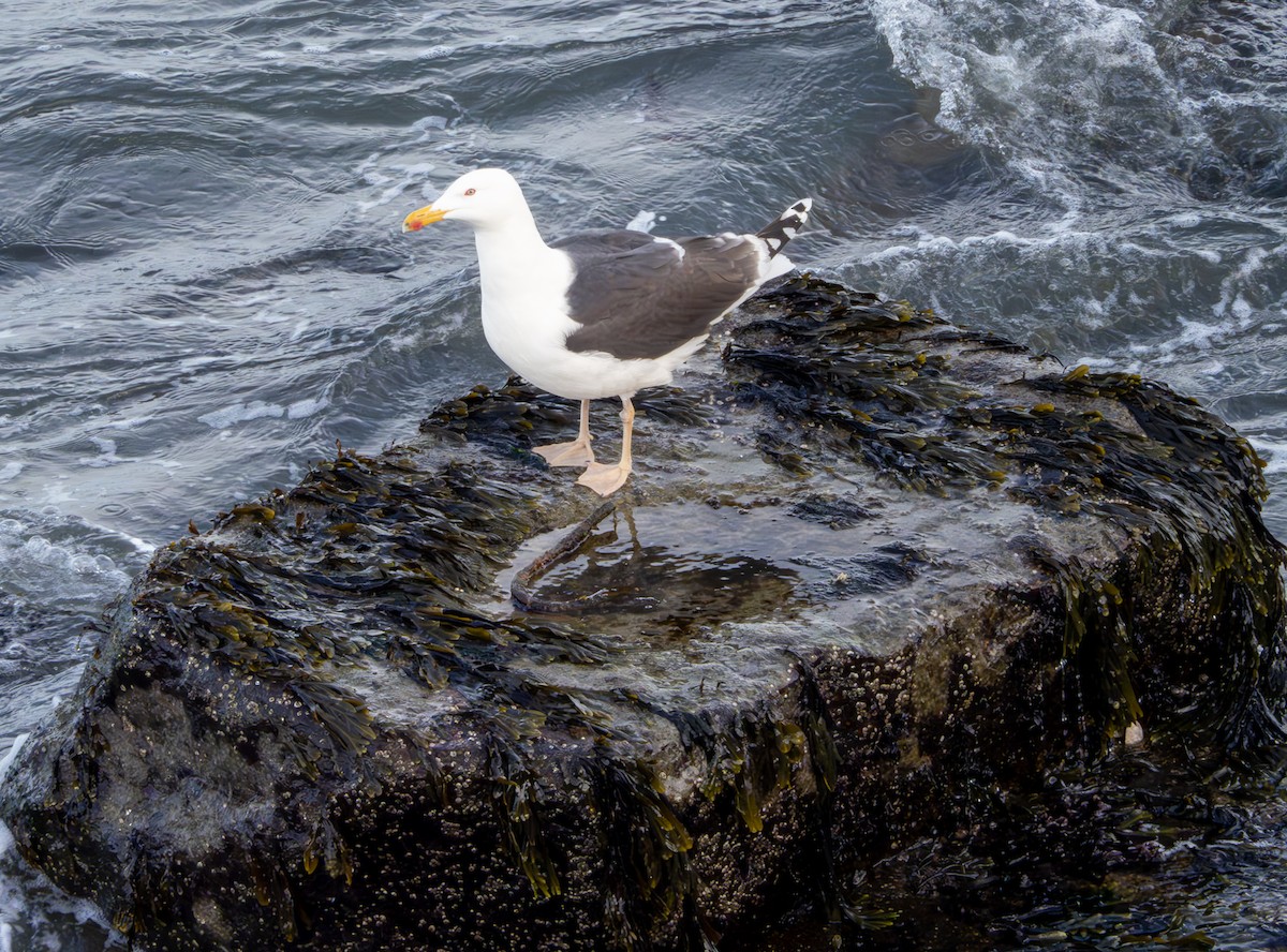 Great Black-backed Gull - ML616799230