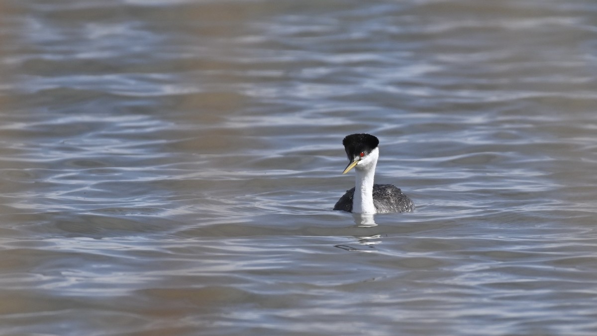 Western Grebe - ML616799241