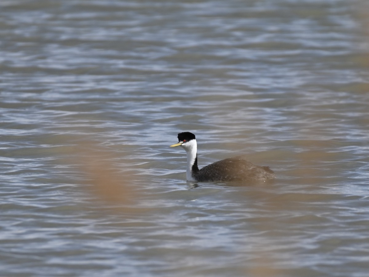 Western Grebe - ML616799242