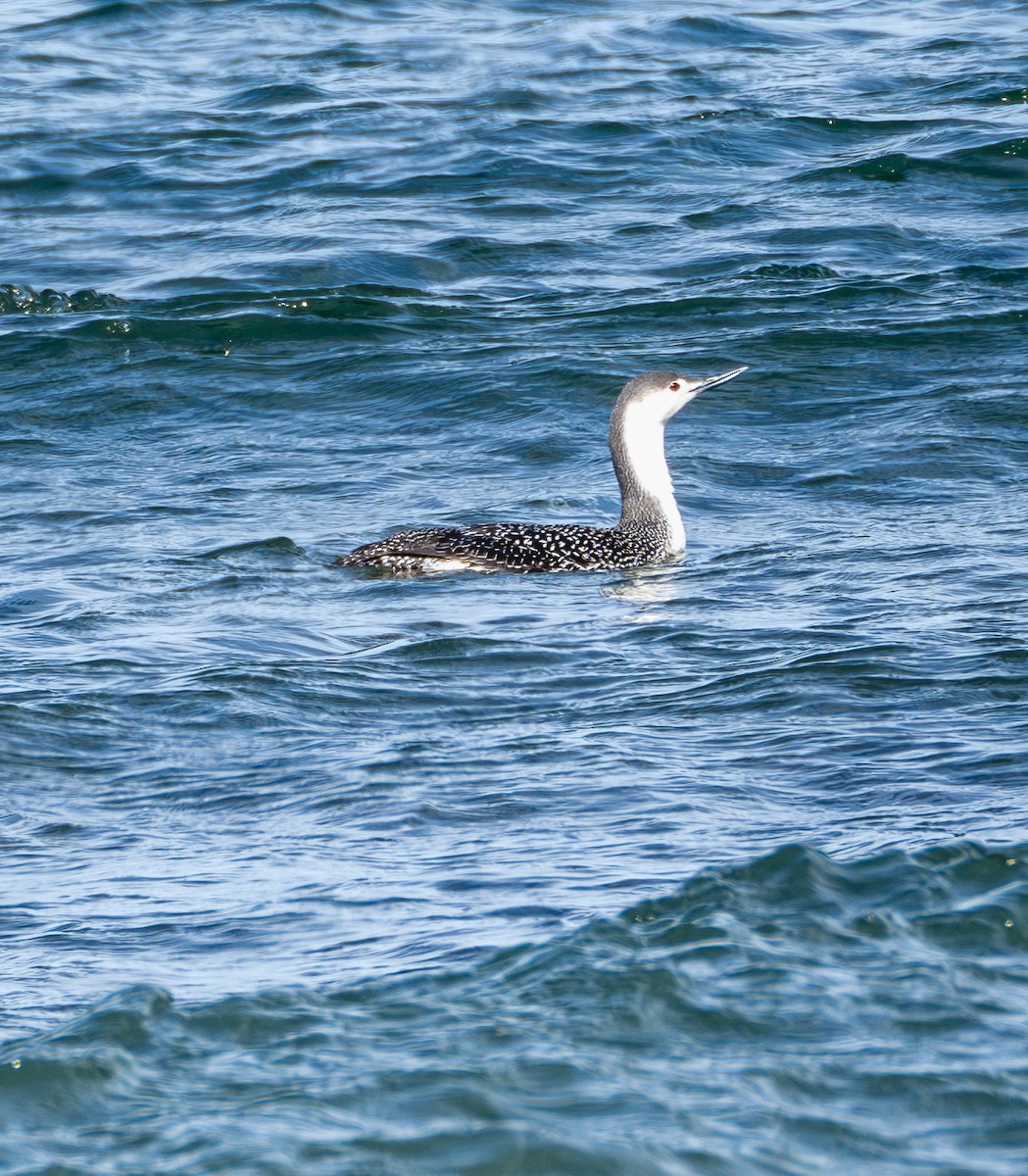 Red-throated Loon - ML616799283