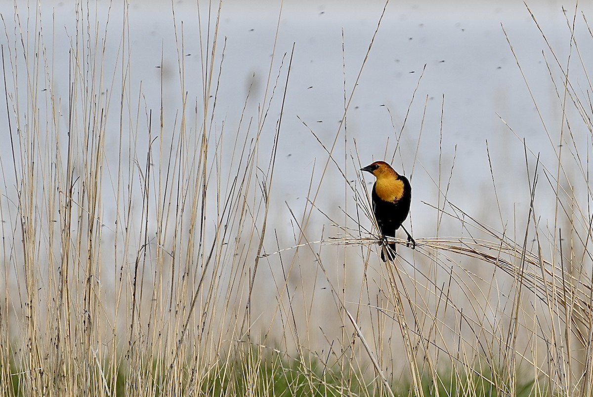 Yellow-headed Blackbird - ML616799329