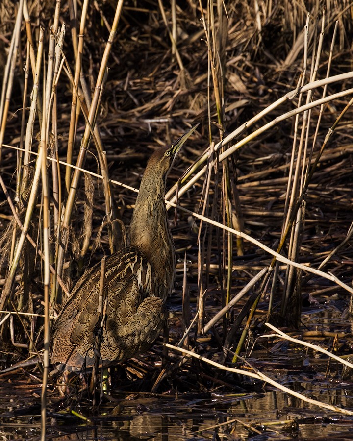 American Bittern - ML616799334