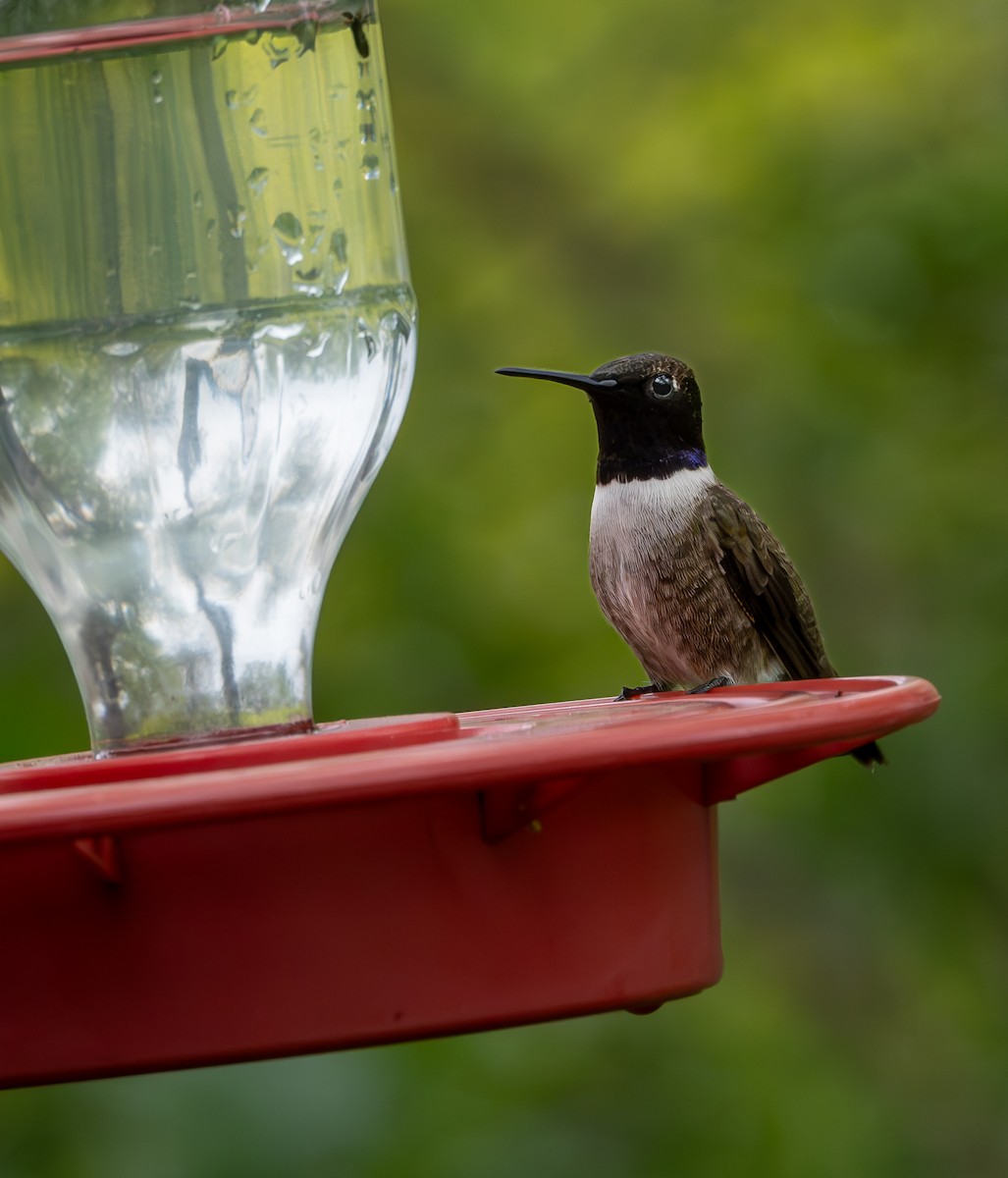 Colibri à gorge noire - ML616799387