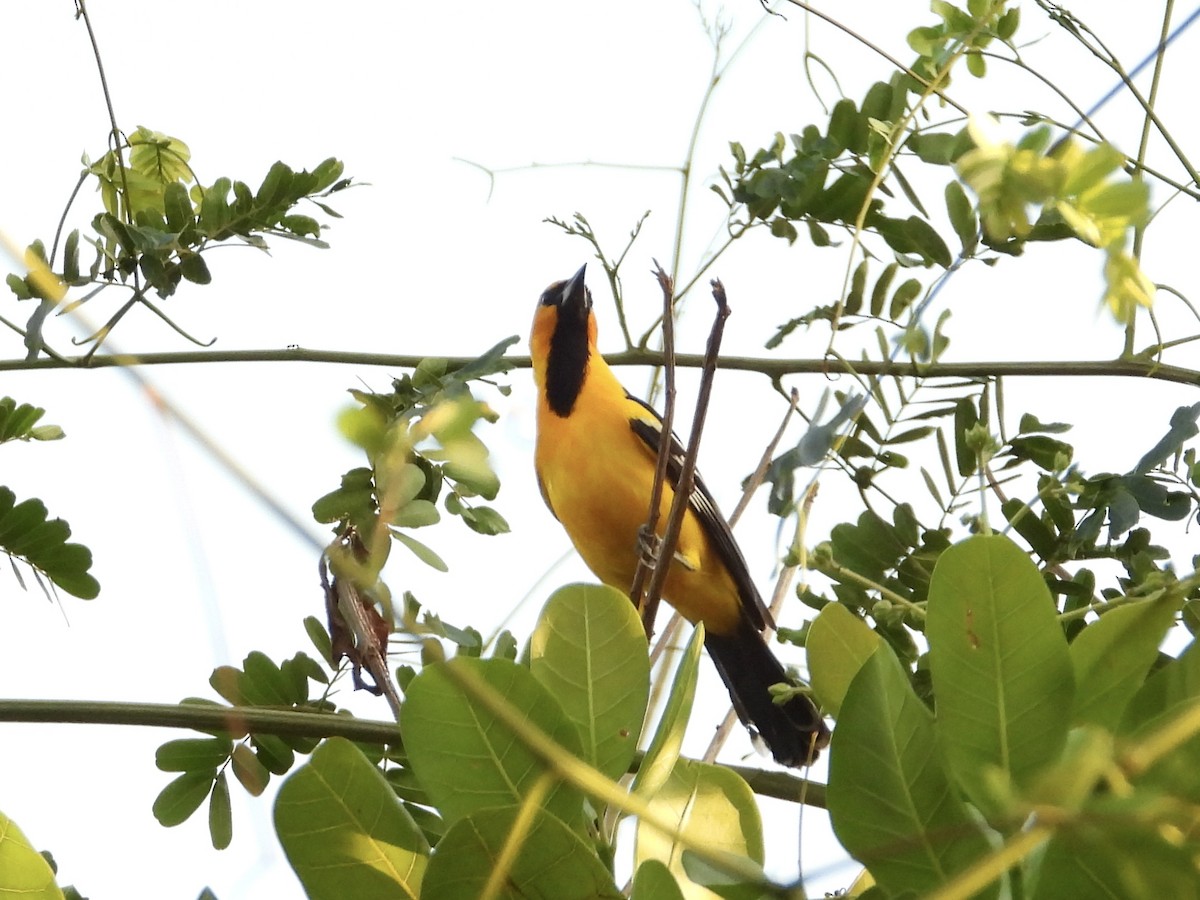 Oriole à dos rayé - ML616799407