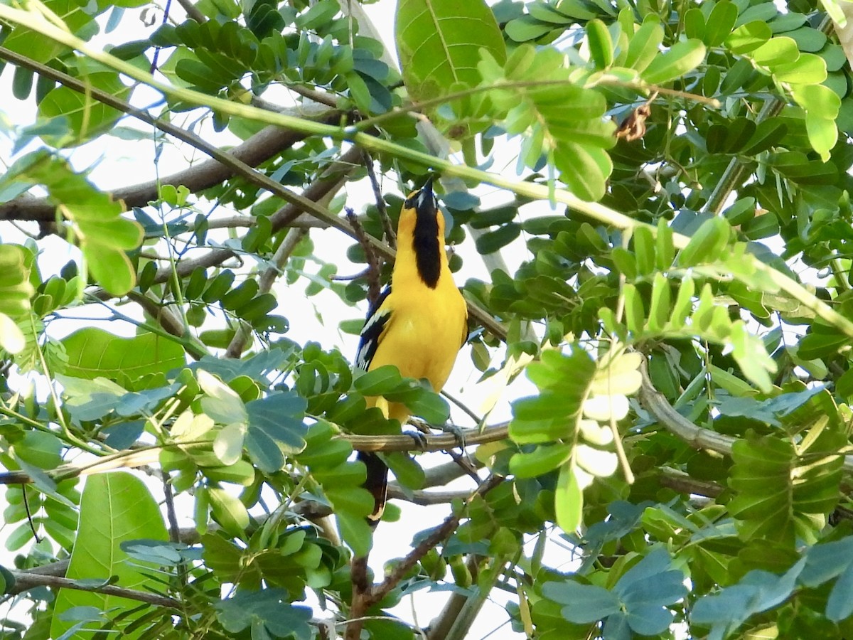 Streak-backed Oriole - WS Barbour