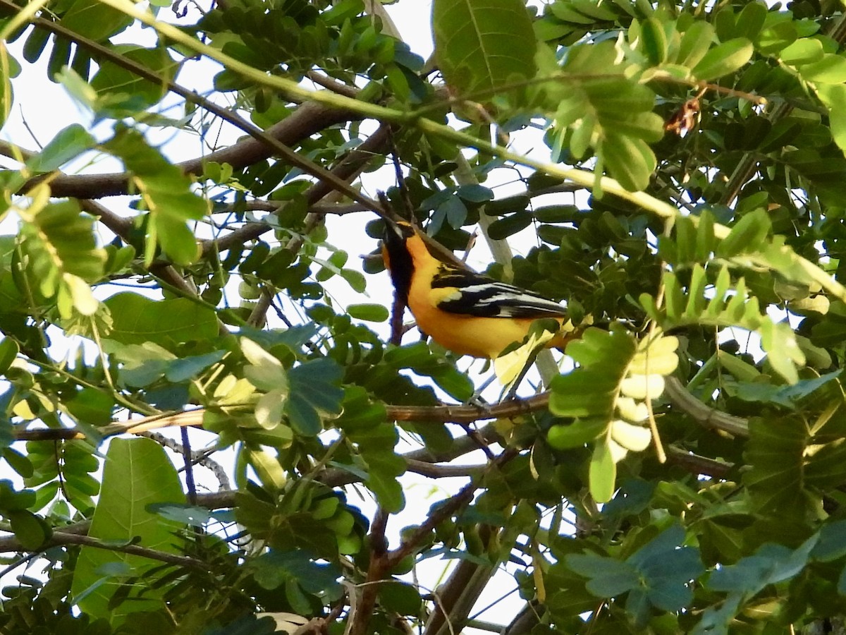 Streak-backed Oriole - WS Barbour