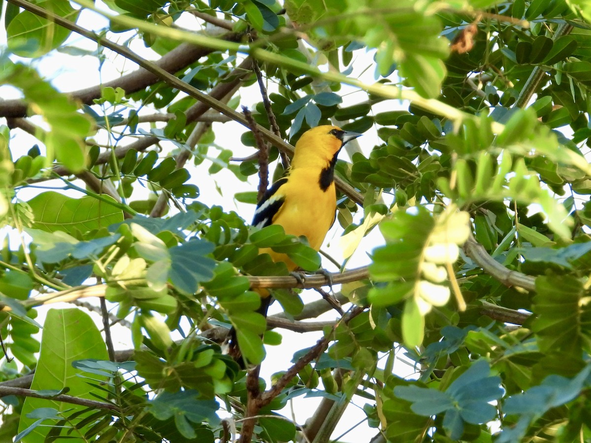 Oriole à dos rayé - ML616799412