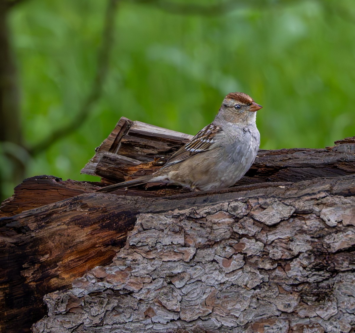 White-crowned Sparrow - ML616799425