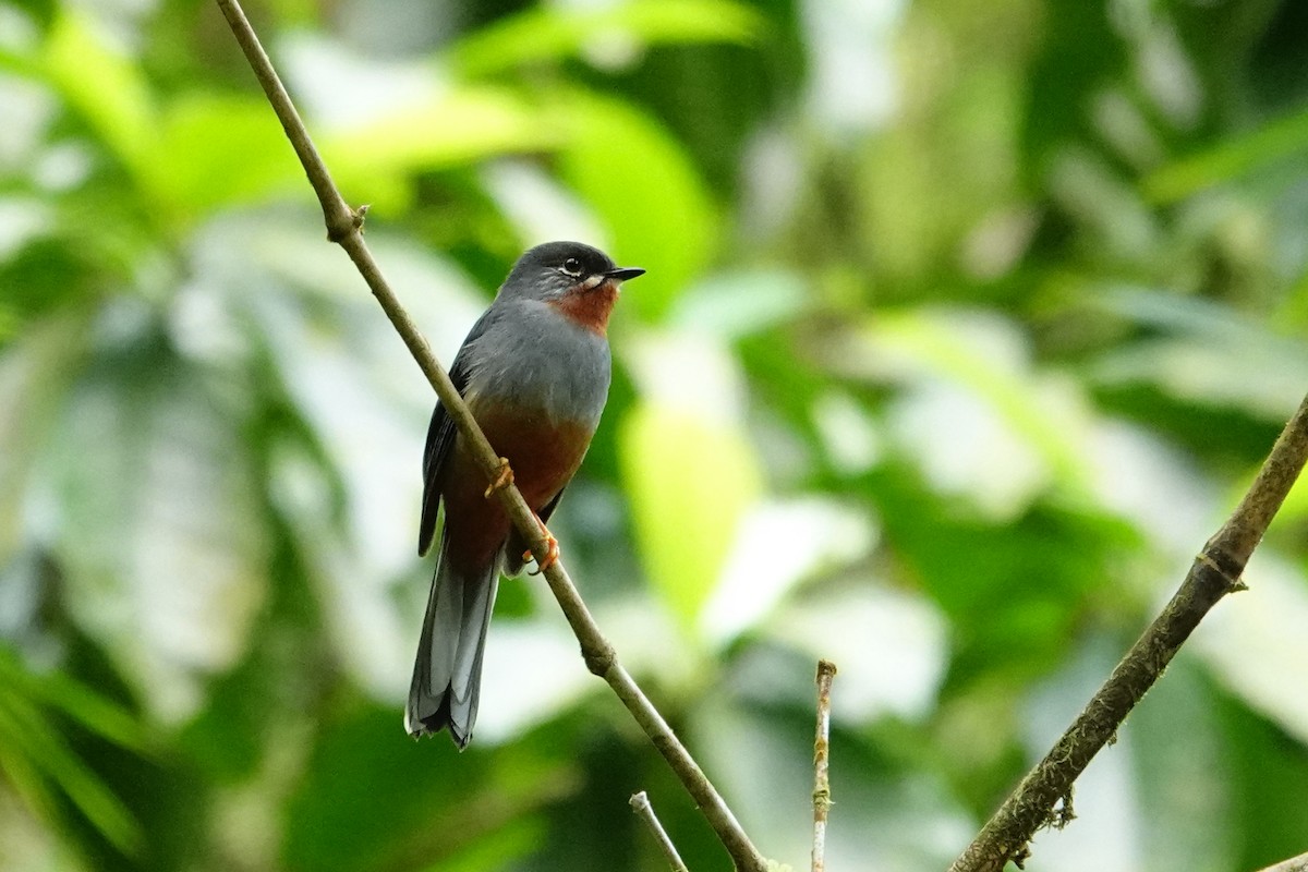 Rufous-throated Solitaire - ML616799457