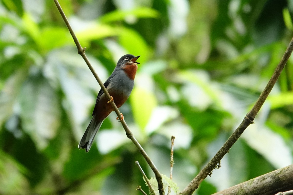 Solitario Gorjirrufo - ML616799459