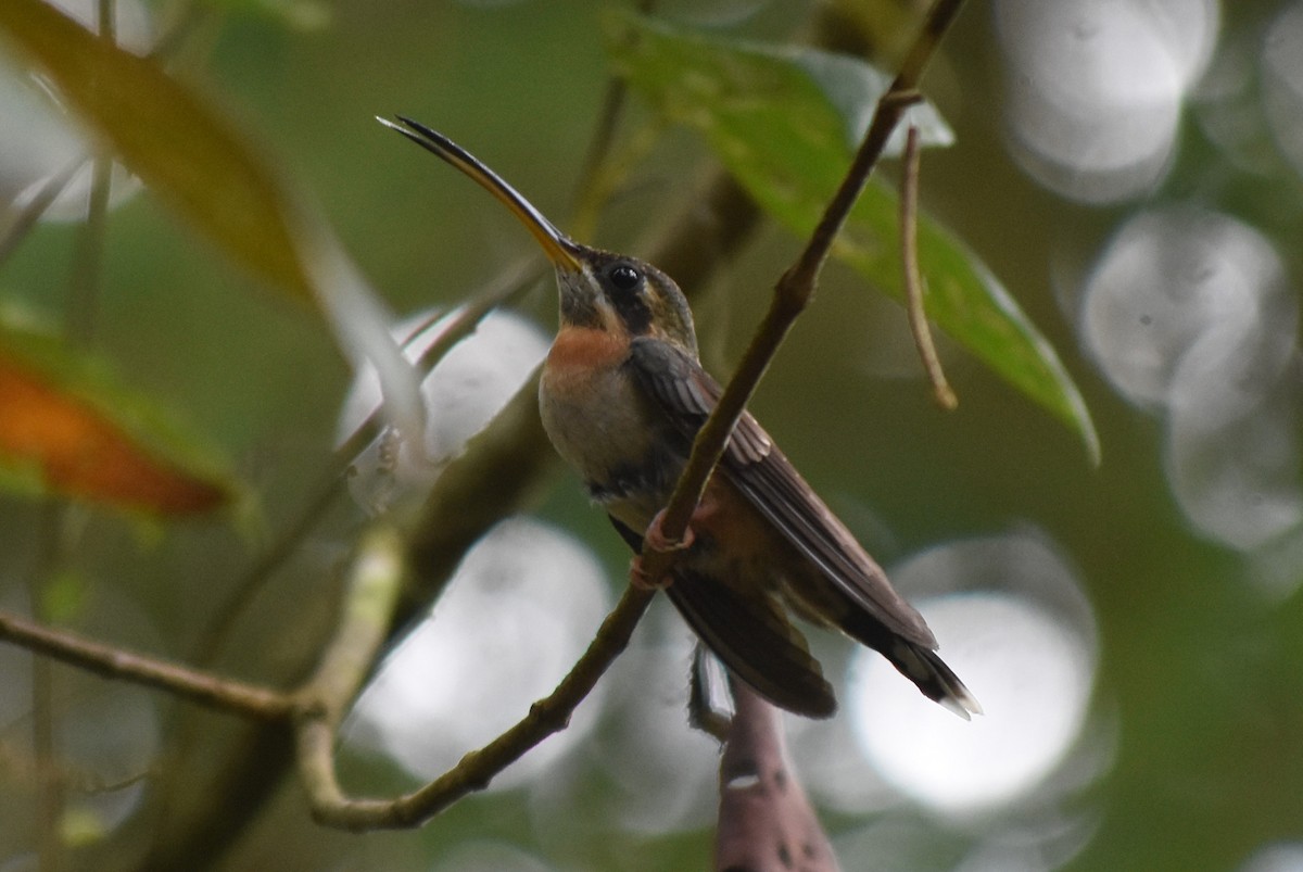 Полосатохвостый колибри-отшельник - ML616799470