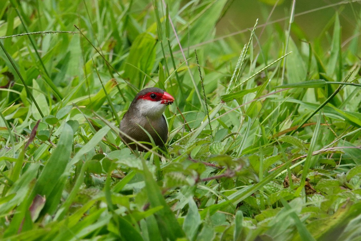 Common Waxbill - ML616799475