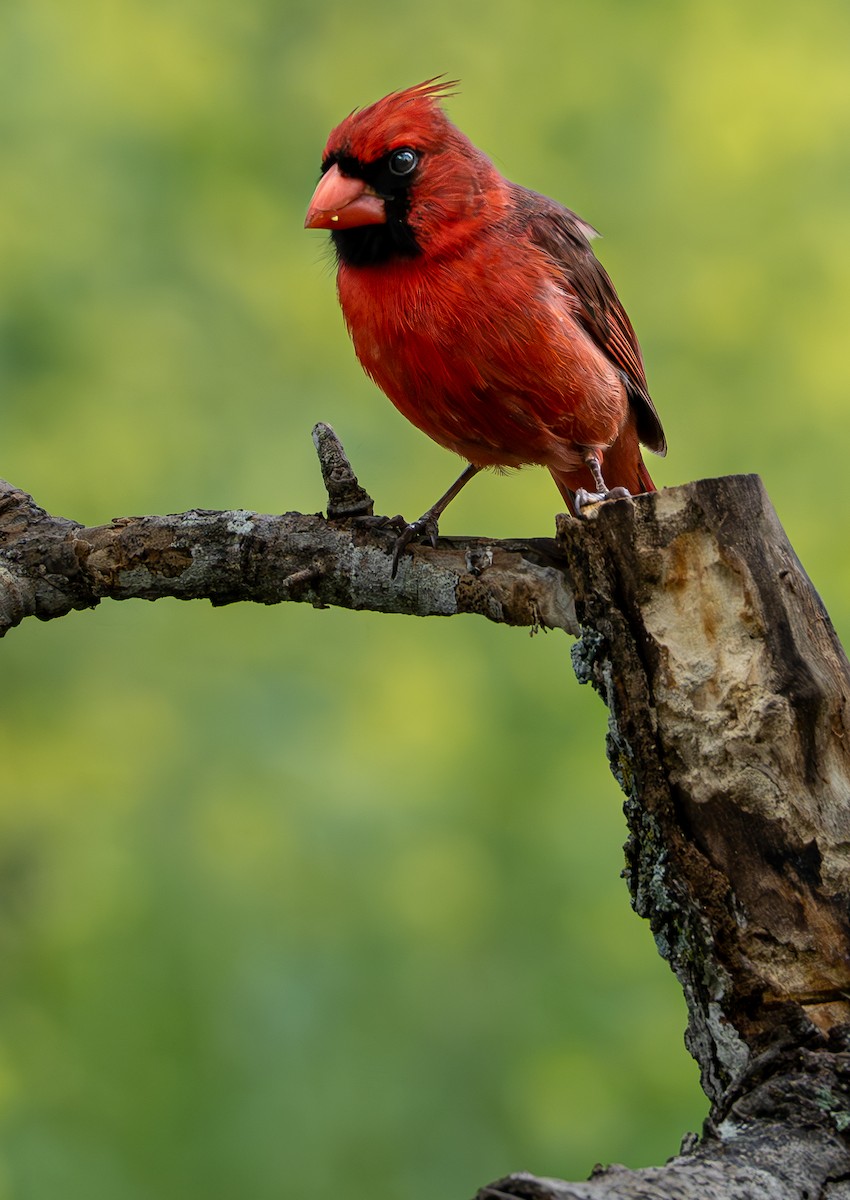 Cardinal rouge - ML616799477