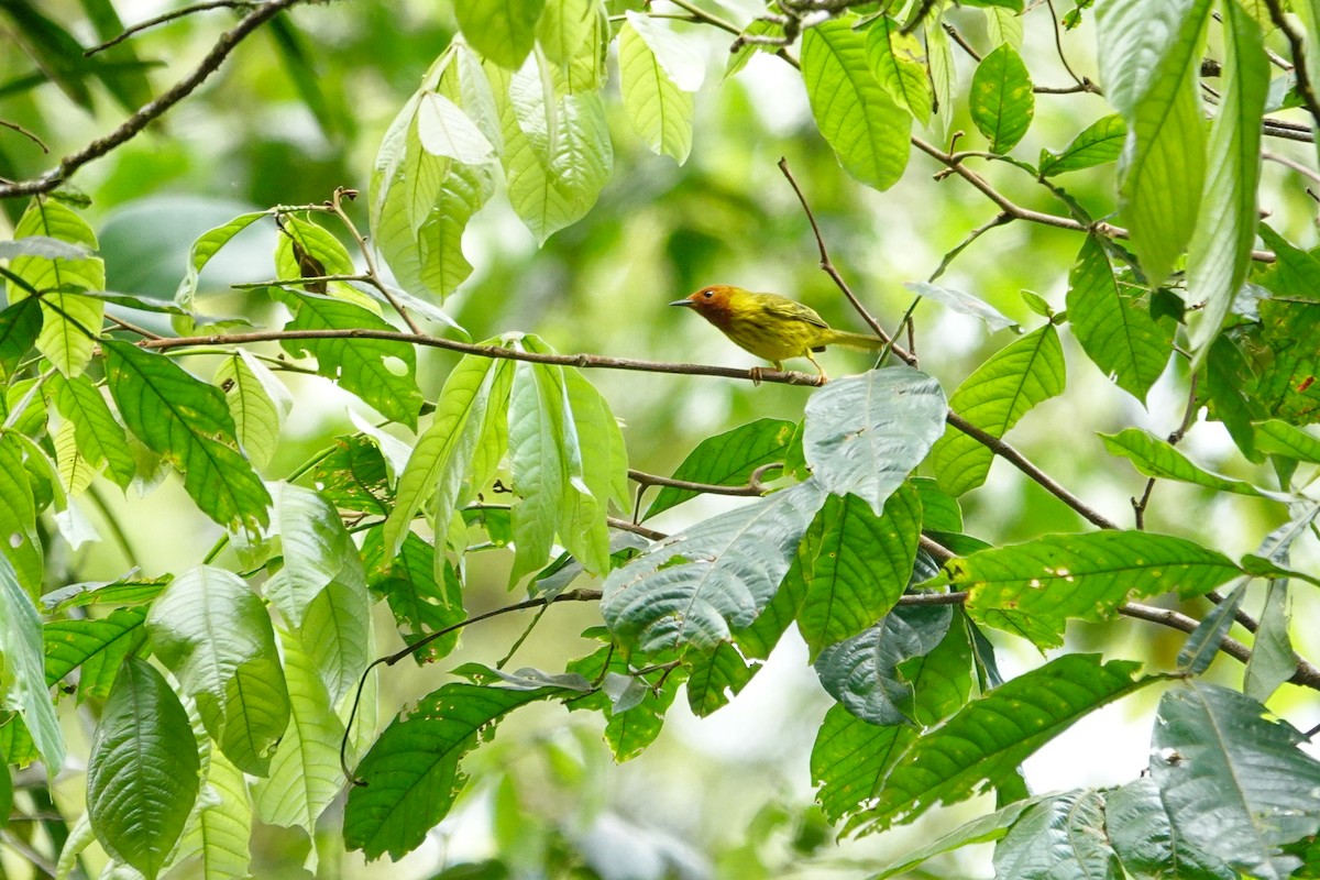 Yellow Warbler (Golden) - ML616799499