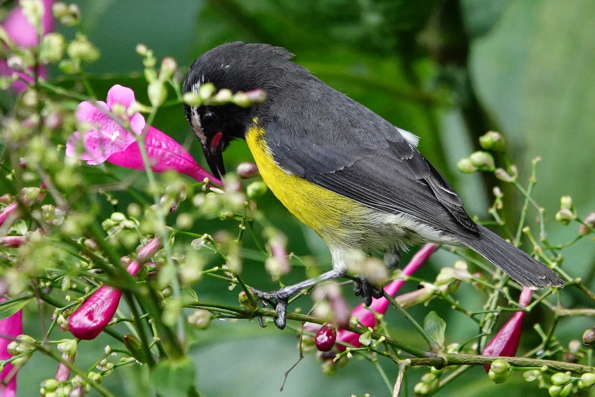 Bananaquit (Lesser Antillean) - ML616799508